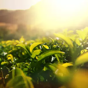 olej z zielonej herbaty